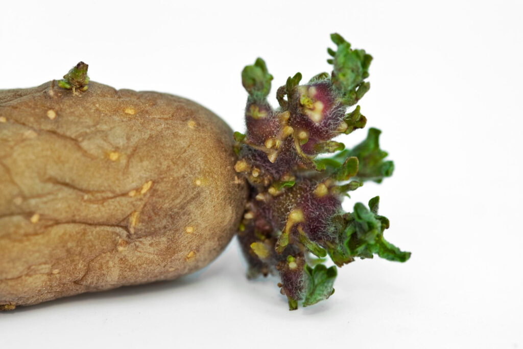 A Nutrient Dense Root Vegetable